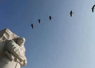 Geese fly over the the Martin Luther King Jr. Memorial in Washington August 20, 2013. The Rev. Dr. Martin Luther King, Jr., delivered his "I have a Dream" speech on August 28, 1963, on the steps of the Lincoln Memorial during the march on Washington for Jobs and Freedom. This coming week, Washington will play host to an array of events marking the historic anniversary.  
REUTERS/Kevin Lamarque (UNITED STATES - Tags: ANIMALS ANNIVERSARY POLITICS) - GM1E98L01C102